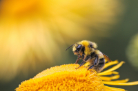 Rückstandsbelastungen in Bienenprodukten